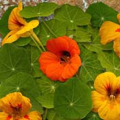 nasturtium orange yellow