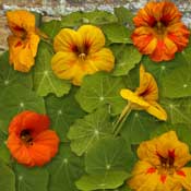 nasturtium