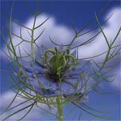 nigella