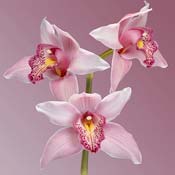 orchid