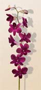 orchid red
