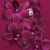orchid red
