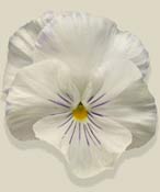 pansy-white