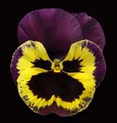 pansy