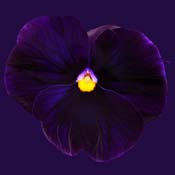 pansy blue