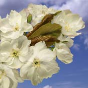 pear blossom