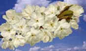 pear blossom
