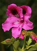 pelargonium