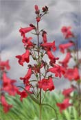 penstemon