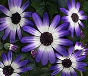pericallis blue