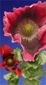 poppy