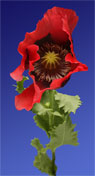 poppy
