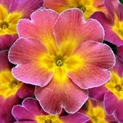 primrose pink