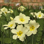 primrose yellow 
