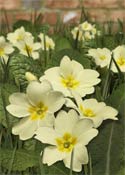 primula-yellow