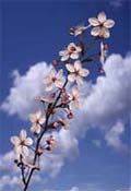 prunus branche 