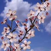 prunus branche