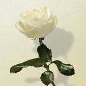 rose white