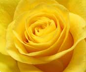 rose-yellow