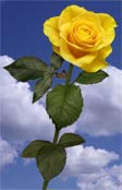 rose yellow