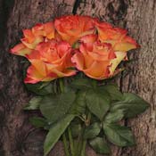 rose yellow orange