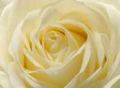 roses white