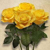 rose yellow