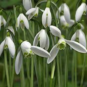 snowdrop