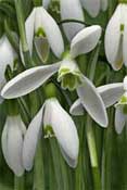 snowdrop