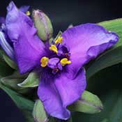 tradescantia blue