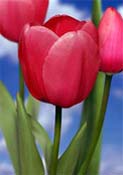 tulip red