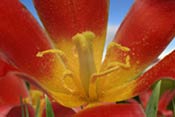 tulip