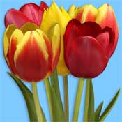 tulip red yellow