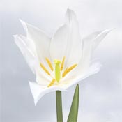 tulip white
