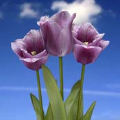 tulip pink
