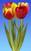 tulips tricolour