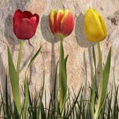 tulips-tricolours