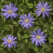 anemone