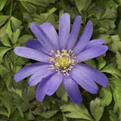 anemone